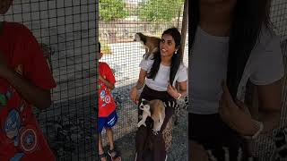 Lemur petting uae zoo lemur family vacation travel dubai petanimals [upl. by Garibull]