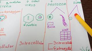 Ch 4Easy Bacteria Viruses Protozoa Fungiin Hindi [upl. by Akoyin701]