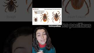 The Lyme Disease Tick educational [upl. by Vikki]