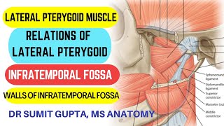 LATERAL PTERYGOID MUSCLE  INFRATEMPORAL FOSSA  Anatomy [upl. by Itnuahsa821]