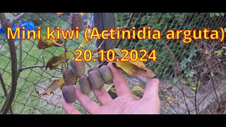 Mini kiwi Actinidia arguta 2024 [upl. by Delacourt216]