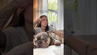 Sleepy frenchie doglover dogvideos frenchbulldog shorts [upl. by Aidiruy98]