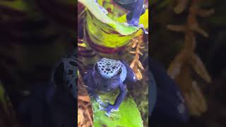 Azureus dart frog calling [upl. by Drusi]