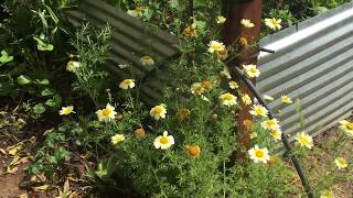 Growing edible Chinese chrysanthemums Shungiku [upl. by Anua]