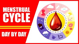 Menstrual Cycle Explained – 28 Days Period Cycle of Women Day by Day [upl. by Turmel]