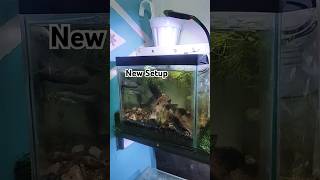 Planted Setup for Gouramis [upl. by Tenaj]