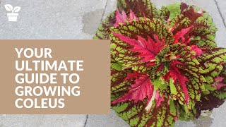 Your Complete Guide to Coleus Care From Seed to Harvest [upl. by Odlopoel315]