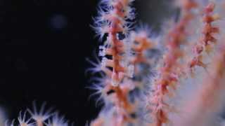 Astrogorgia sp nonphotosynthetic gorgonian [upl. by Maclay981]