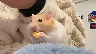 Hamster’s first treat preference test 😊 [upl. by Zennie]