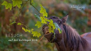 Besuch bei den Koniks auf der Geltinger Birk [upl. by Aluino639]