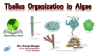 Thallus Organisation in Algae [upl. by Anawat]