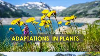 Adaptation in plants class 4 science [upl. by Jutta644]