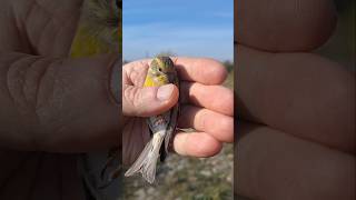 Канареечный ВЬЮРОК 🐦🐦🐦 Обзор очень редкой птички 🔥🔥🔥лат Serinus serinus canary finch [upl. by Richman368]