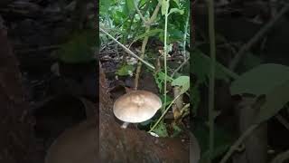 Pluteus cervinus  deer mushroom fungi mushroom nature [upl. by Orgalim]