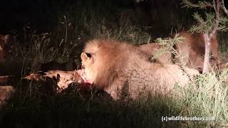 frightening sounds of lions fighting for meat [upl. by Erminna]