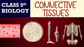 Connective Tissue One Shot 10 Min  Tissues Class 9  NCERT 9th Science Biology Chapter6 Cbse2024 [upl. by Domenech395]