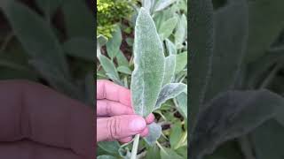 Lamb’s Ear Stacys Byzantina  Herb Gardening [upl. by Nylcaj334]