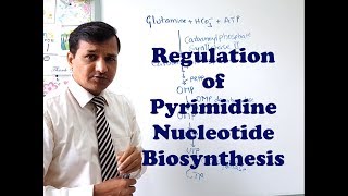 Pyrimidine Synthesis Regulation [upl. by Maisel]