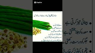 Moringa Ke Fayde  Health Benefits Of Moringa  Sohanjna Benefits In Urdu  Best Way To Use Moringa [upl. by Juliano]