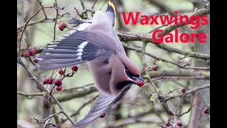 Waxwings galore at Hassop Station [upl. by Weiss413]