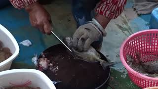 Amazing To Kill Big Siganus Fuscescens With Knife At Floating Seafood Market Of Hong Kong [upl. by Anomas974]