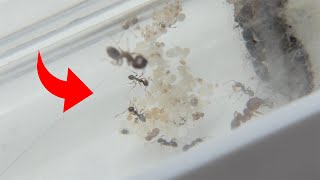 Pheidole Megacephala Finally Doing Better [upl. by Nerrawed17]