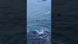 Amazing moment shark appears in St Ives harbour shorts [upl. by Watkins]