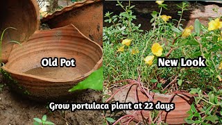 Hybrid portulaca plant grow in old pot । moss Rose growing 22 days । Love of tree [upl. by Yhotmit]