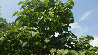 Paulownia Elongata ornamental [upl. by Pendleton619]