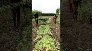 How Defoliation Is Done After Jute Harvesting shorts [upl. by Jackelyn812]