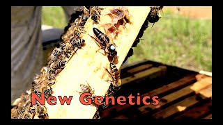 Introducing Caucasian Bees Into Our Apiary [upl. by Maleki864]