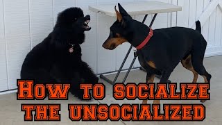 Learn how to socialize quickly but safely [upl. by Nosdrahcir]