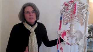 Psoas The Most Misunderstood Muscle in Your Body [upl. by Yenrab686]