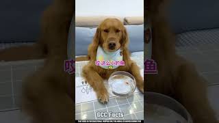 Dog Amazing Video shortsfeed shortsvideo [upl. by Ailiec]