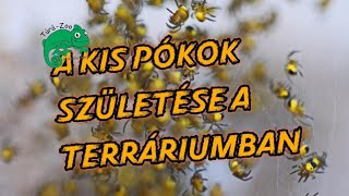 KISPÓKOK SZÜLETÉSE A TERRÁRIUMBAN [upl. by Gottuard]