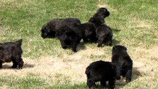 5 and 12 week old Bouvier puppies first time outside [upl. by Brina]