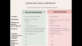 Glucokinase Vs Hexokinase biochemistry [upl. by Vacla805]