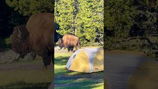 🤔 Unexpected Guests Do Campers Know When BISON Visit Their Tent  Yellowstone National Park [upl. by Naitsabas1]