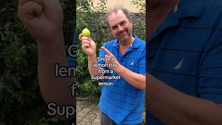 How to grow a lemon tree from the supermaket growyourgroceries growyourownfruit [upl. by Aynam]