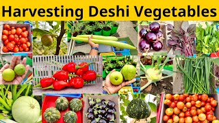 Biggest Harvesting Of Organic Desi Winter Vegetables From My Terrace Vegetable Garden In 2023 [upl. by Dorlisa]