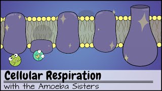 Cellular Respiration UPDATED [upl. by Iborian722]