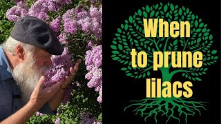 When to prune lilacs for the most blooms [upl. by Demaria]