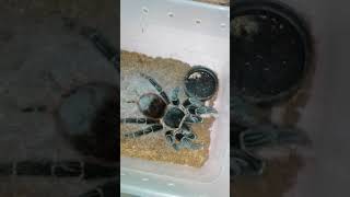 lasiodora klugi hembra adulta comiendo [upl. by Naivaj]