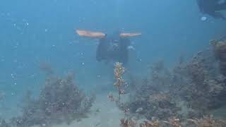 Scuba  Quick Dive to Woodies Oct 2024 [upl. by Anih]