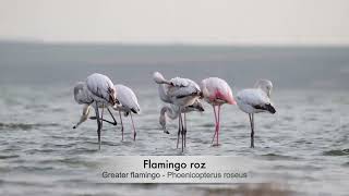 Flamingo roz  Greater flamingo  Phoenicopterus roseus [upl. by Lehcem]