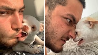 OMG Funny amp Angry Chihuahua Videos  Try Not To Laugh  Cool Pets [upl. by Acinoj]