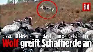 Schäfer kämpft 45 Minuten lang mit einem Wolf [upl. by Nico531]