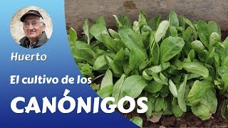 𝗖𝗔𝗡𝗢𝗡𝗜𝗚𝗢𝗦 EL CULTIVO COMPLETO DE LOS CANÓNIGOS [upl. by Bencion]