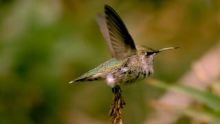 El vuelo de un colibrí en cámara lenta  BBC Mundo [upl. by Radmen]