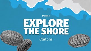 Chitons  ancient armored molluscs [upl. by Bentley143]